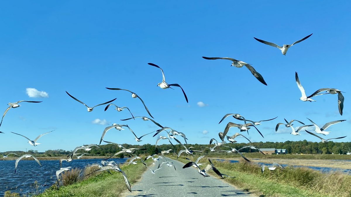 Blackwater Refuge